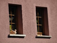 Herfstrit Esch sur Sure 129