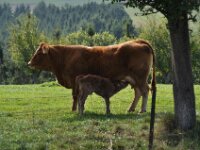 Herfstrit Esch sur Sure 135