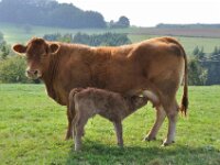 Herfstrit Esch sur Sure 136