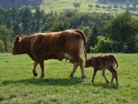 Herfstrit Esch sur Sure 138