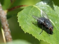 BlauweKei 37