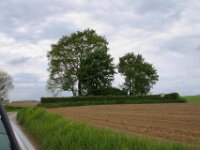 Bloesemrit 137