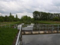 Bloesemrit 45