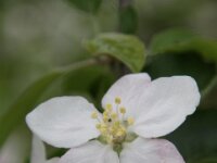 Bloesemrit 65