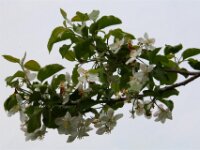 Bloesemrit 67