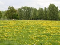 Bloesemrit 79