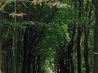 Sterrebos 063