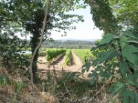 Poblet 008
