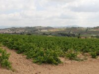 Santes Creus en Poblet - De rit 025