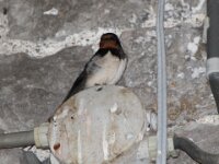 IMG 4612
