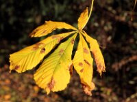 Chateau de Vignee - Herfst 016