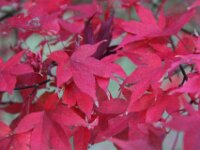 Chateau de Vignee - Herfst 022
