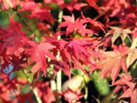 Chateau de Vignee - Herfst 023