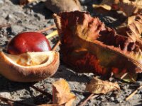 Chateau de Vignee - Herfst 029