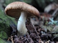 Chateau de Vignee - Herfst 031