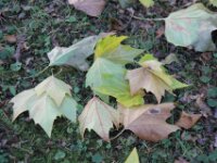 Chateau de Vignee - Herfst 037