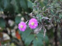 Chateau de Vignee - Herfst 039