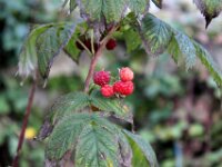 Chateau de Vignee - Herfst 057