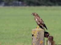 IMG 7709