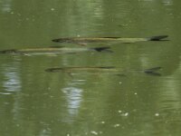 IMG 7732