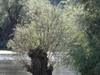 IMG 7796
