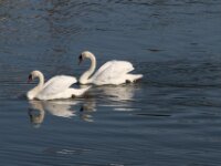 Givet CabrioFun 0060