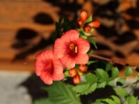 Givet CabrioFun 0261