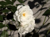 Givet CabrioFun 0262