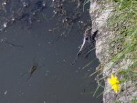 061 Chateau de Beloeil
