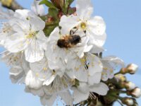 Lente april 2013 003