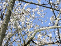 Lente april 2013 011
