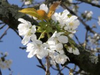 Lente april 2013 012