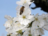 Lente april 2013 013