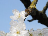 Lente april 2013 015