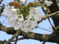 Lente april 2013 018