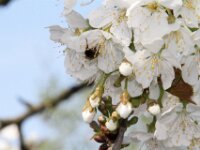 Lente april 2013 019