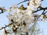 Lente april 2013 020