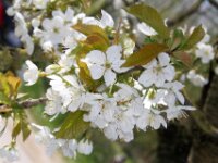 Lente april 2013 023