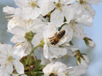 Lente april 2013 026