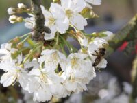 Lente april 2013 028
