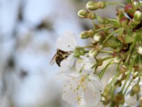 Lente april 2013 029