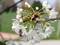 Lente april 2013 034