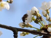 Lente april 2013 035