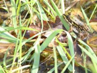 Lente april 2013 063
