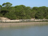 046 Donana