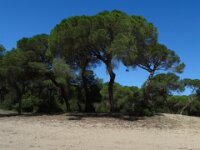 097 Donana